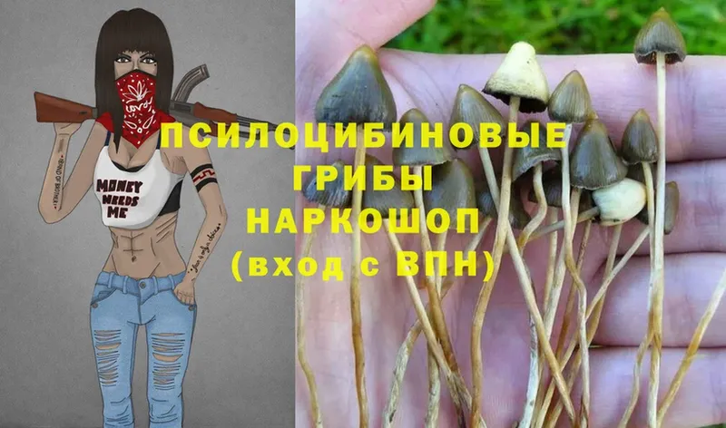 хочу наркоту  Людиново  мега вход  Псилоцибиновые грибы Psilocybine cubensis 